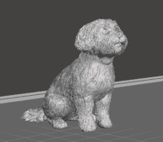 Cachorro Maltesse #237