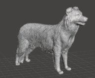 Cachorro Border Collie #180