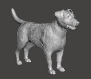 Cachorro Jack Russell Terrier #223